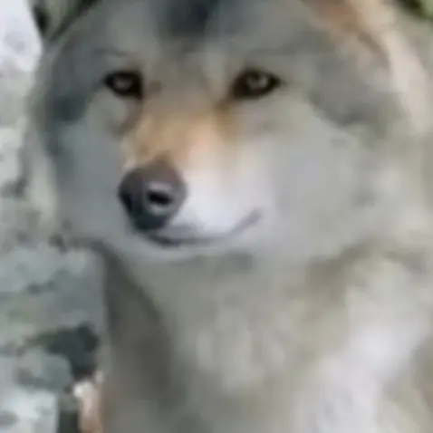 未照耀的荣光-大头